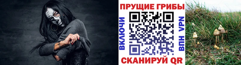 блэк спрут как зайти  цены наркотик  Плёс  Галлюциногенные грибы мицелий 